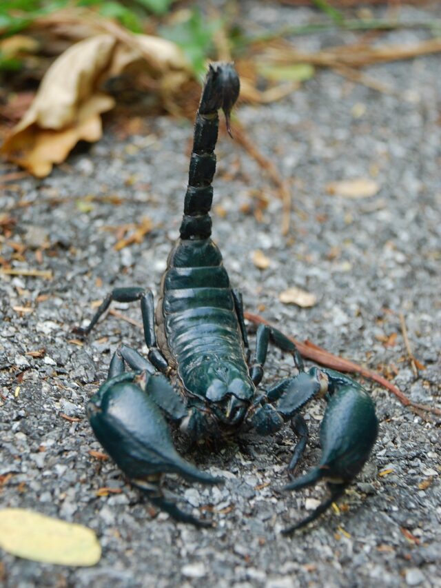 Asian_forest_scorpion_in_Khao_Yai_National_Park
